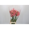 Nerine Helena