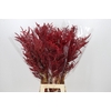 Bromelia Red Paloma