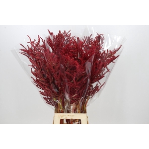 Bromelia Red Paloma