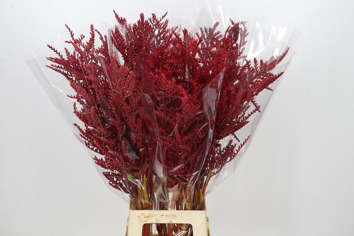 <h4>Bromelia Red Paloma</h4>