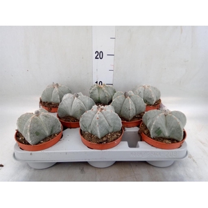 Astrophytum myriostigma