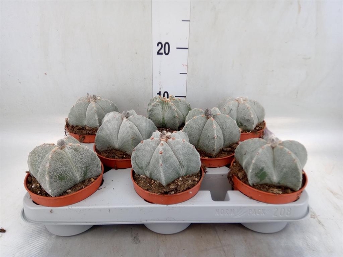 <h4>Astrophytum myriostigma</h4>
