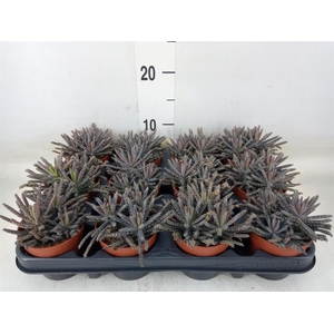 Kalanchoe NF tubiflora