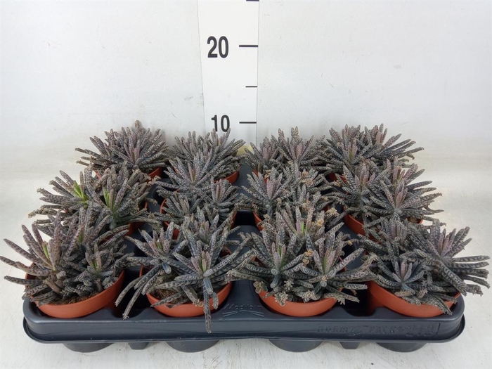 <h4>Kalanchoe NF tubiflora</h4>