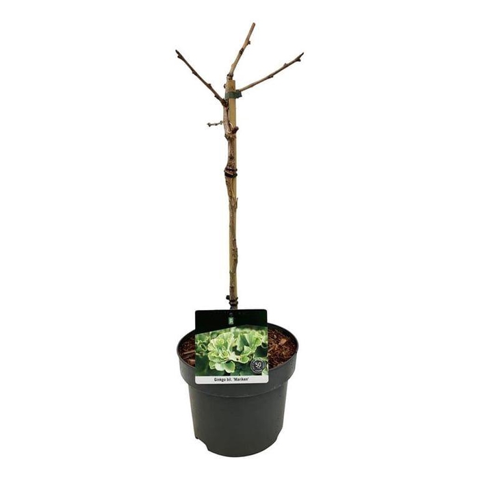 <h4>Ginkgo biloba 'Mariken'</h4>