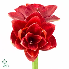 <h4>HIPPEASTRUM DG 'CHERRY NYMPH'</h4>