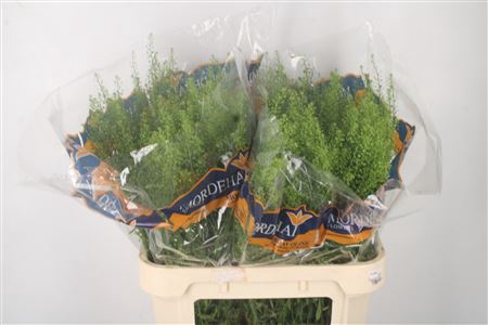 <h4>Lepidium Green Bell</h4>