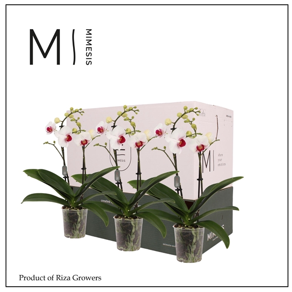 <h4>Mimesis Phal. Red Lip - 2 spike 9cm Less Plastic</h4>