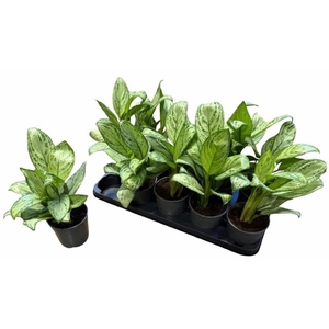 Aglao Maria Christin