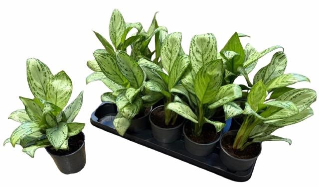 <h4>Aglao Maria Christin</h4>