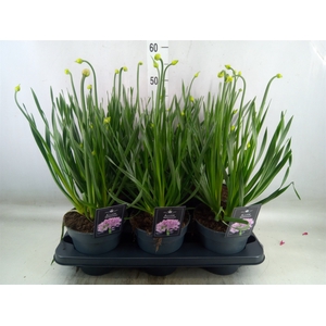 Allium  'Millenium'
