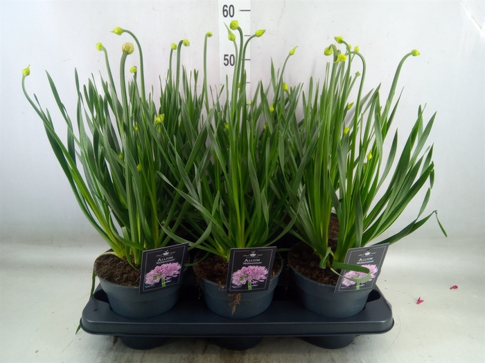 <h4>Allium  'Millenium'</h4>