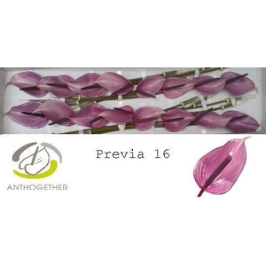 Anth A Previa 11 cm X16 Hubers