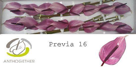 <h4>Anth A Previa 11 cm X16 Hubers</h4>
