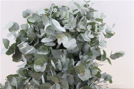 <h4>Leaf eucalyptus cinerea per stem</h4>