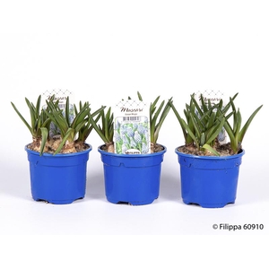 MUSCARI ARMENIACUM