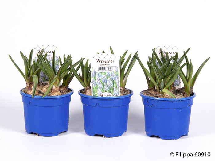 <h4>MUSCARI ARMENIACUM</h4>