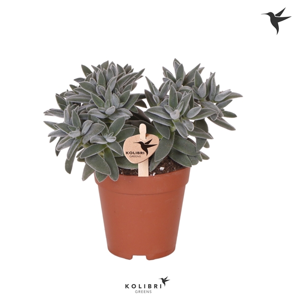 <h4>Kolibri Greens Succulenten Crassula Tarantula</h4>