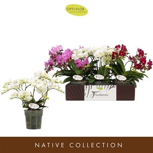 Phal Freedanzo Song Bird Mix