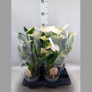 Anthurium andr. 'Cocos'