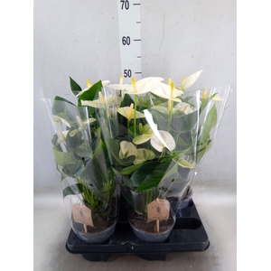 Anthurium andr. 'Cocos'