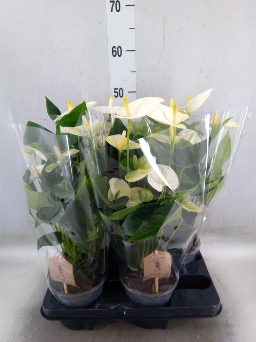 <h4>Anthurium andr. 'Cocos'</h4>