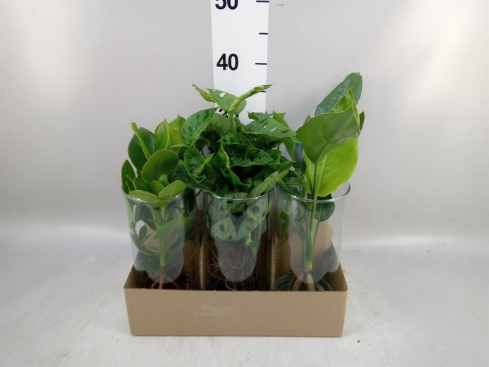 <h4>Planten  ..mix</h4>