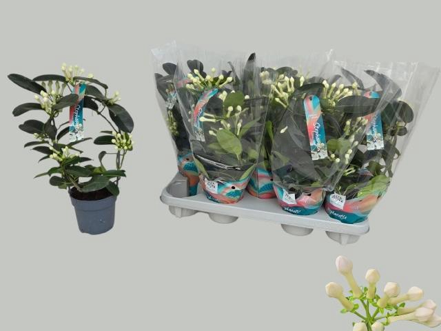 <h4>STEPH FL OV</h4>