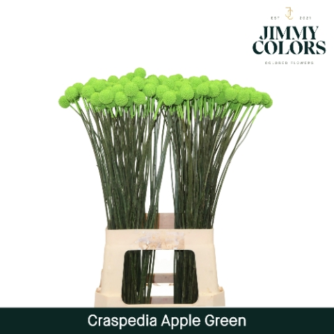 Craspedia L70 Apple Green