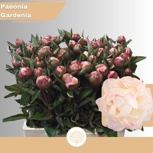 PAEO L GARDENIA