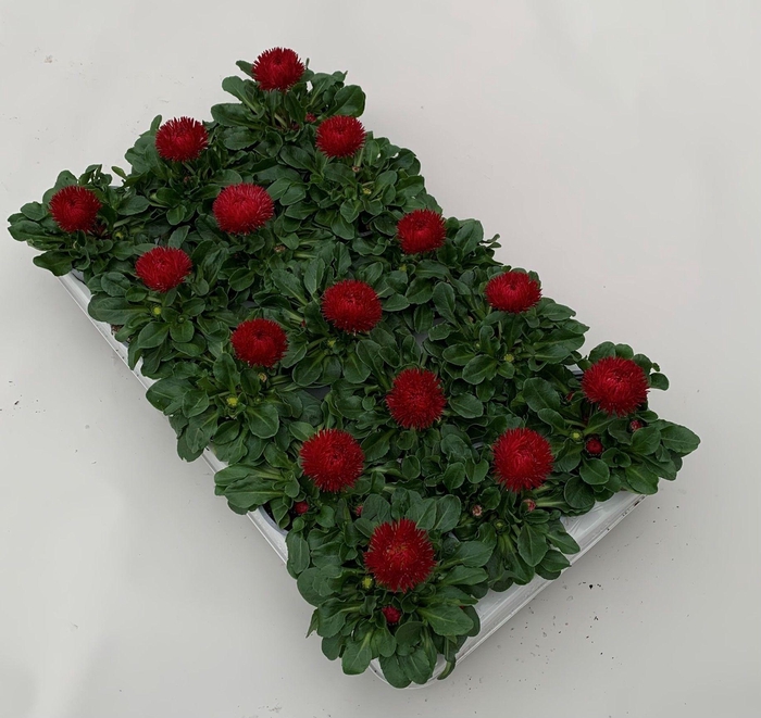 <h4>Bellis Roggli grootbloemig rood</h4>