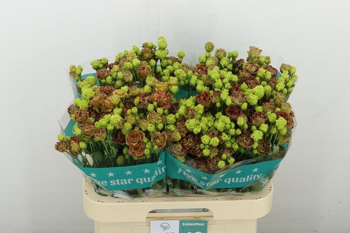 <h4>Eus G Rosanne Terracotta</h4>