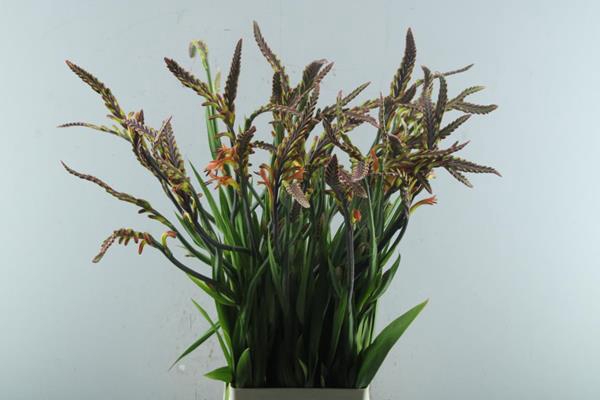 <h4>Crocosmia Chasmanthum Bl L 90</h4>