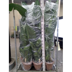 Strelitzia nicolai