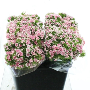 Di Barb Kiwi Polka Ballet