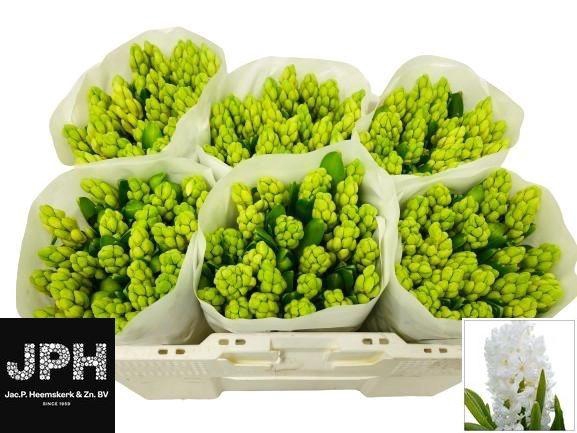 <h4>HYAC WHITE KING</h4>