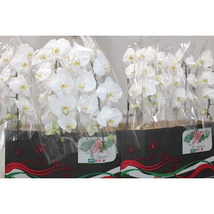 PHALAENOPSIS CASCATA P15 BRANCO MIN 8 FLS
