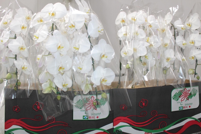 <h4>PHALAENOPSIS CASCATA P15 BRANCO MIN 8 FLS</h4>