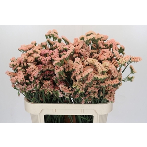 Limonium sinuatum Honey Apricot