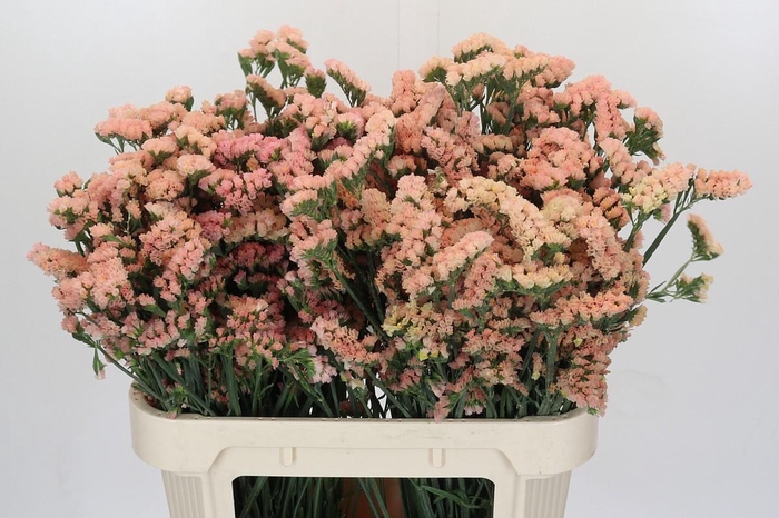 <h4>Limonium sinuatum Honey Apricot</h4>