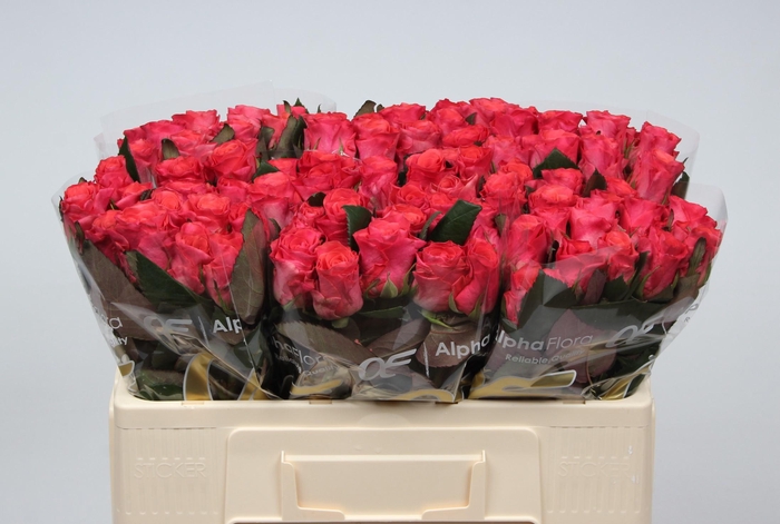 <h4>R GR PINK TACAZZI+</h4>