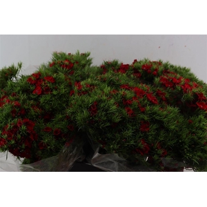 Di Barb Breanthus Amras Red