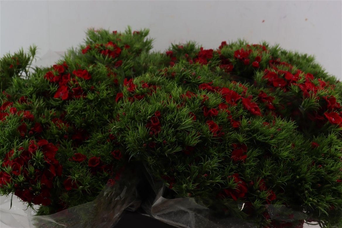 <h4>Di Barb Breanthus Amras Red</h4>