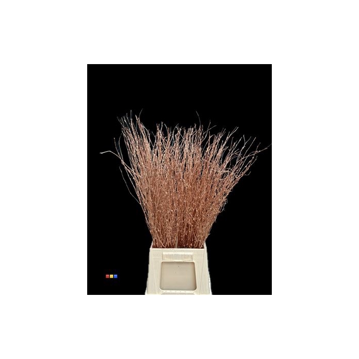 <h4>Betula / Berkentak Copper</h4>