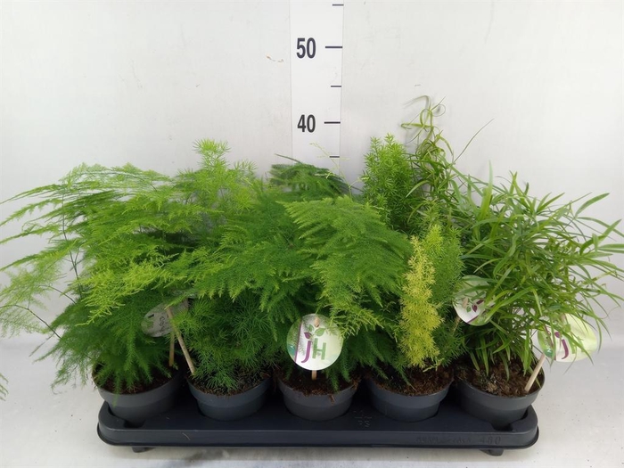 <h4>Asparagus   ...mix</h4>