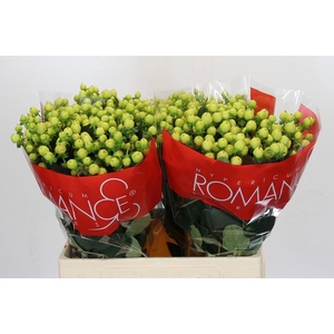 Hypericum Smiley Romance