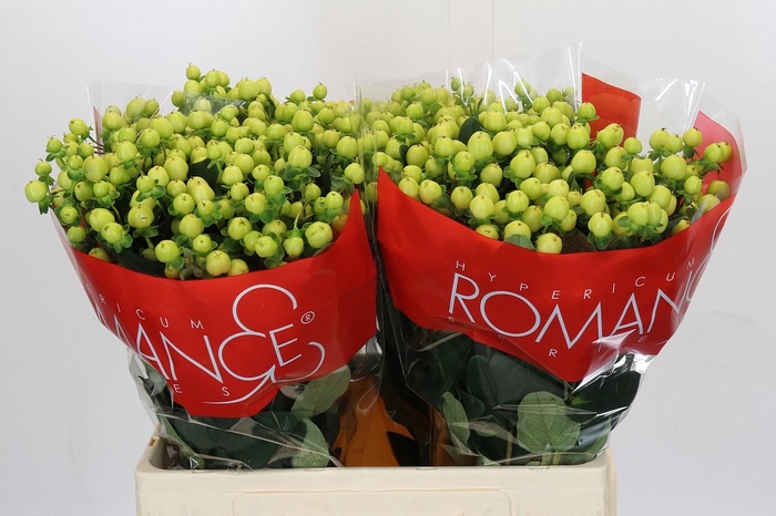 <h4>Hypericum Smiley Romance</h4>