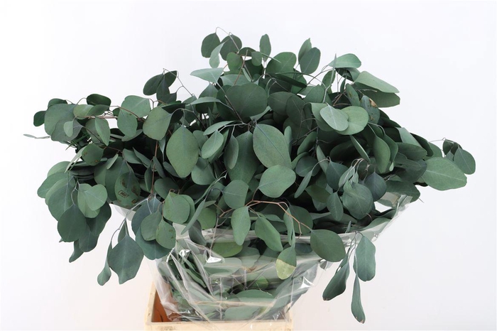 <h4>Pres Euca Populus Green 150gr P Bunch</h4>