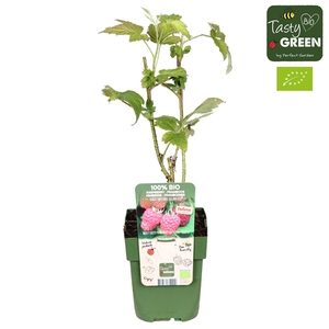 Rubus idaeus Twotimer Sugana Red® Bio P13