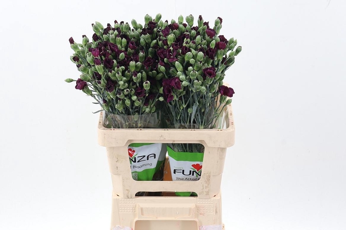 <h4>Di Solomio Dua</h4>